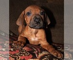 Small Photo #6 Rhodesian Ridgeback Puppy For Sale in INDEPENDENCE, MO, USA
