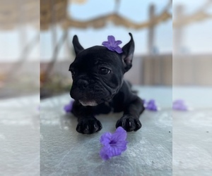 French Bulldog Puppy for sale in BURTONSVILLE, MD, USA
