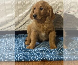 Golden Retriever Dogs for adoption in HOPKINSVILLE/PRINCETON, KY, NH, USA