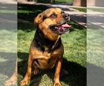Small #15 Rottweiler Mix