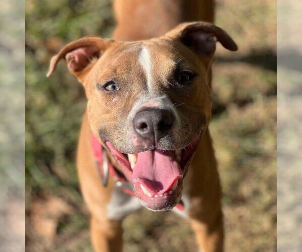 Medium Photo #2 American Pit Bull Terrier-Unknown Mix Puppy For Sale in Germantown, OH, USA
