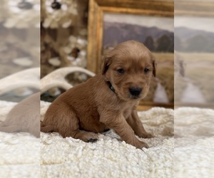Golden Retriever Puppy for sale in FORDLAND, MO, USA