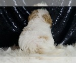 Small #5 Maltipoo