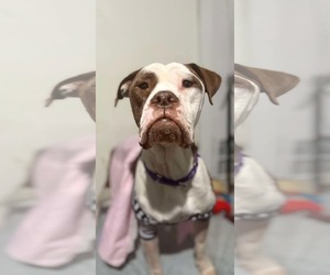 Boxer-Unknown Mix Dogs for adoption in Dallas, TX, USA