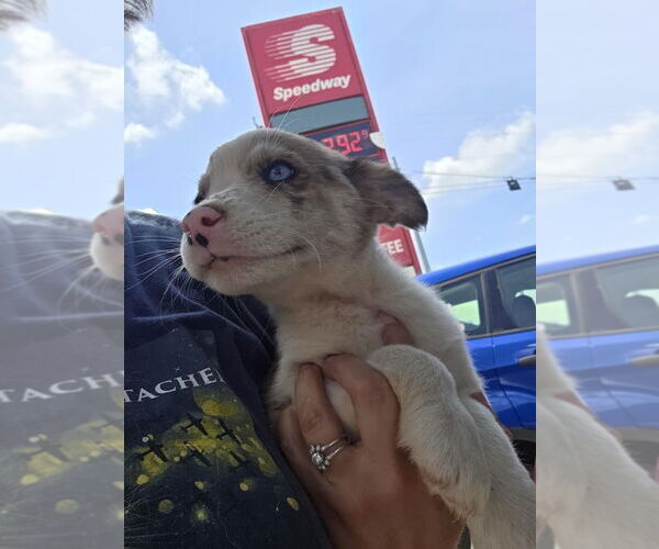 Medium Photo #3 Border-Aussie Puppy For Sale in Aurora, IN, USA