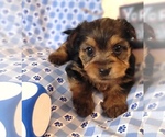 Small #12 Yorkshire Terrier