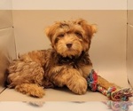 Small Photo #25 YorkiePoo Puppy For Sale in BLUE MOUND, TX, USA