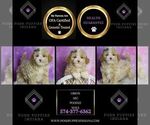 Small Photo #98 Poodle (Toy) Puppy For Sale in WARSAW, IN, USA