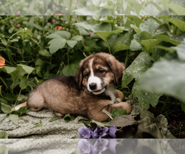 Medium Photo #27 Bernese Mountain Dog-Caucasian Shepherd Dog Mix Puppy For Sale in STEVENS, PA, USA