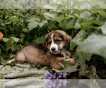 Small #26 Bernese Mountain Dog-Caucasian Shepherd Dog Mix