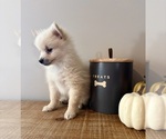 Small #2 Pomeranian