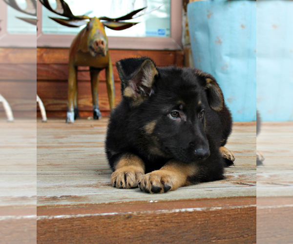 Medium Photo #5 German Shepherd Dog Puppy For Sale in DUENWEG, MO, USA