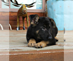 Small Photo #5 German Shepherd Dog Puppy For Sale in DUENWEG, MO, USA