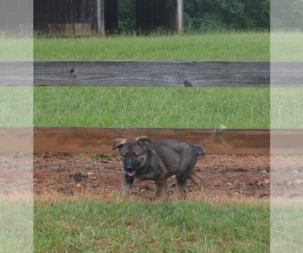 Medium Photo #25 German Shepherd Dog Puppy For Sale in POWDER SPRINGS, GA, USA
