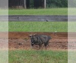 Small Photo #25 German Shepherd Dog Puppy For Sale in POWDER SPRINGS, GA, USA