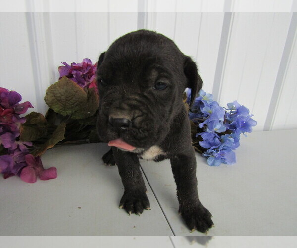 Medium Photo #8 Cane Corso Puppy For Sale in EMPIRE STATE, NY, USA