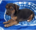 Small #7 Chihuahua Mix