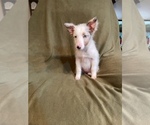 Small Photo #10 Australian Shepherd Puppy For Sale in LAKELAND, FL, USA