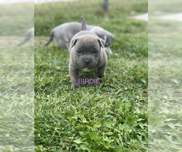Medium Photo #8 American Bully Puppy For Sale in UPLAND, CA, USA