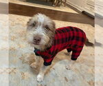 Small Photo #2 Mutt Puppy For Sale in St. Louis Park, MN, USA