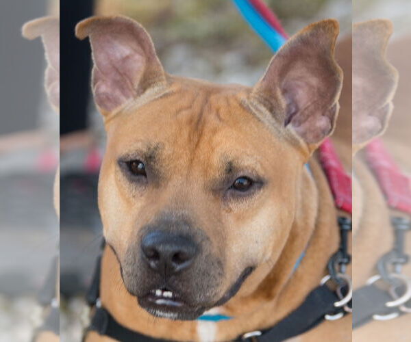 Medium Photo #10 Mutt Puppy For Sale in Pompano Beach , FL, USA