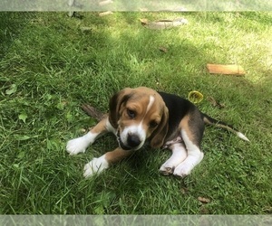 Beagle Puppy for sale in LEMPSTER, NH, USA
