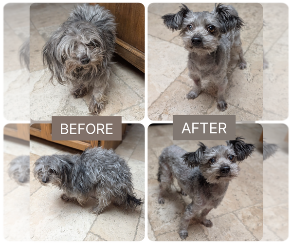 Medium Photo #2 Mutt Puppy For Sale in Mesa, AZ, USA