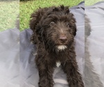 Small Photo #2 Aussiedoodle Puppy For Sale in FT LAUDERDALE, FL, USA