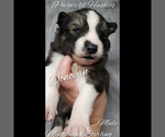 Small Photo #11 Siberian Husky Puppy For Sale in BLOOMFIELD, IN, USA