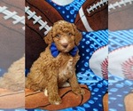 Small Photo #3 Goldendoodle Puppy For Sale in NOTTINGHAM, PA, USA