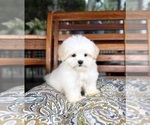 Peanut - Male Mal-Shi Puppy for Sale - Photo #7