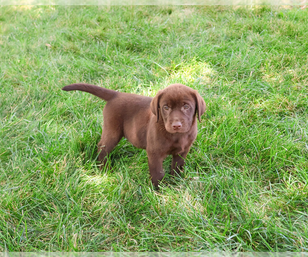 Medium Photo #1 Labrador Retriever Puppy For Sale in SYRACUSE, IN, USA