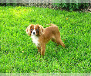 Mother of the Cavapoo (Miniature) puppies born on 07/16/2026