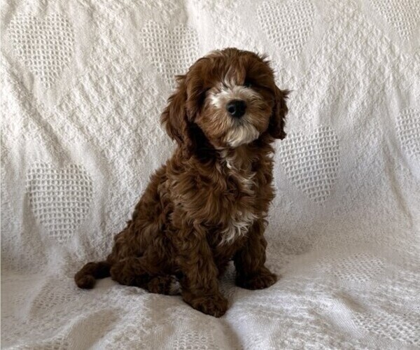 Medium Photo #1 Cavapoo (Miniature) Puppy For Sale in THORP, WI, USA