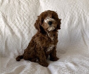 Cavapoo (Miniature) Puppy for sale in THORP, WI, USA