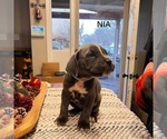 Puppy Nia Cane Corso