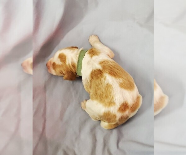Medium Photo #1 Brittany Puppy For Sale in ARRINGTON, TN, USA