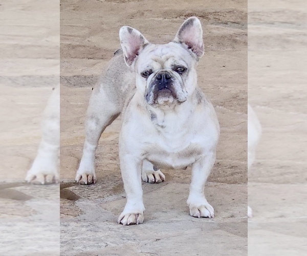 Medium Photo #1 French Bulldog Puppy For Sale in MILWAUKEE, WI, USA