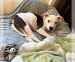 Small #3 American Pit Bull Terrier Mix