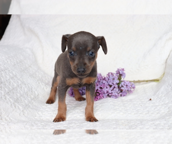 Medium Photo #3 Miniature Pinscher Puppy For Sale in SHILOH, OH, USA