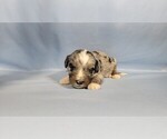 Small Photo #68 Bernedoodle (Miniature) Puppy For Sale in BLACK FOREST, CO, USA