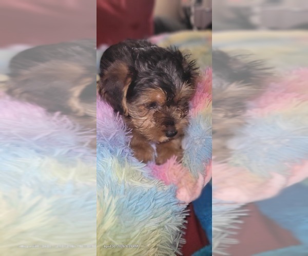 Medium Photo #233 Yorkshire Terrier Puppy For Sale in AKRON, OH, USA