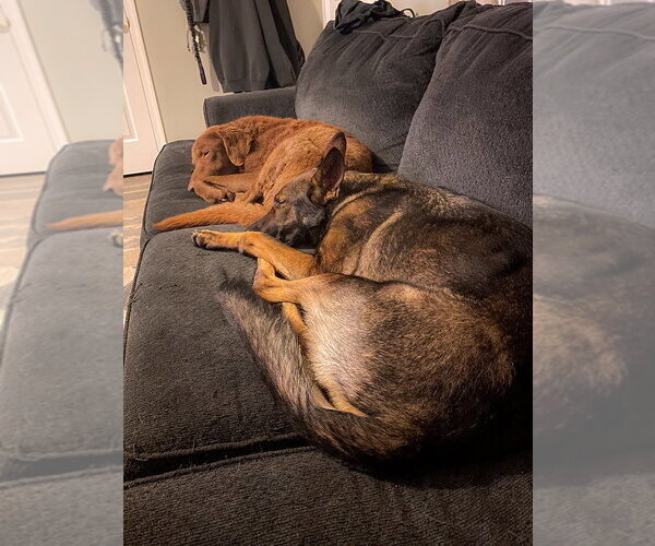 Medium Photo #4 German Shepherd Dog Puppy For Sale in Millburn, NJ, USA