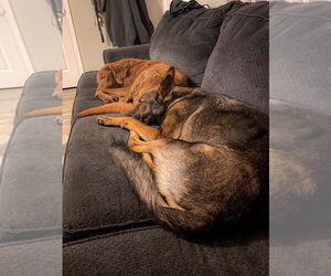 Kota - Female German Shepherd Dog Dog for Adoption - Photo #4