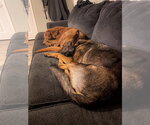 Small #3 German Shepherd Dog