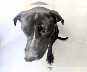 Mutt Dogs for adoption in Houston, TX, USA