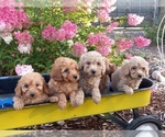 Small #1 Goldendoodle (Miniature)