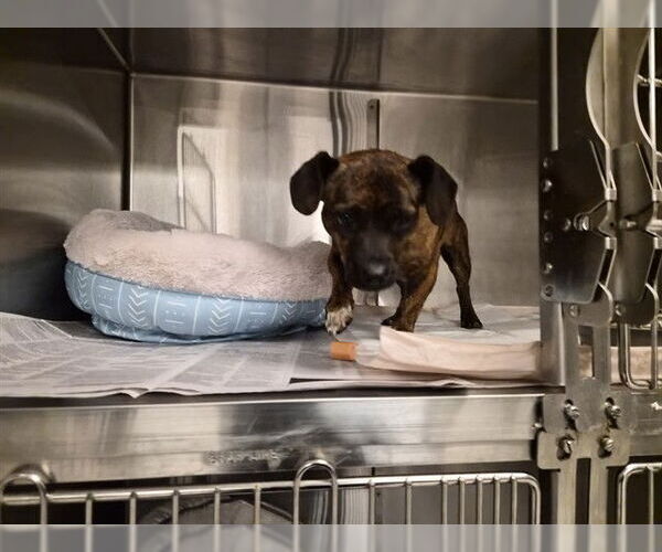 Medium Photo #1 Chihuahua-Unknown Mix Puppy For Sale in Corona, CA, USA