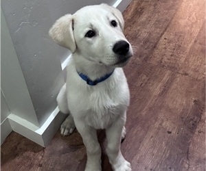 Great Pyrenees Puppy for sale in NAMPA, ID, USA