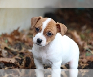 Foxy Russell Puppy for sale in MEMPHIS, MO, USA